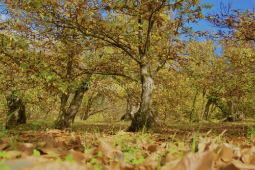 Primavera del cobre en el Valle del Genal